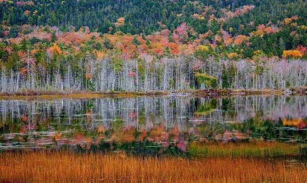 Gulin, Sylvia 아티스트의 USA-New England-Maine-Mt-Desert Island-Acadia National Park with small lake with hillsides in Autum작품입니다.